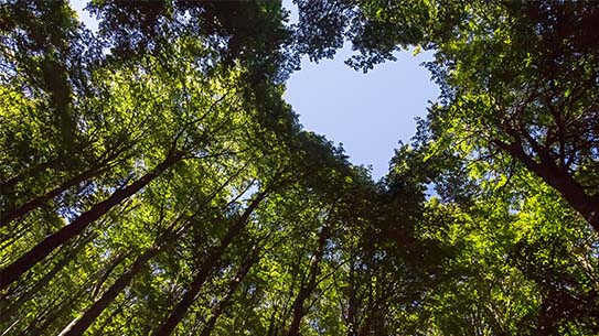 A Forest with a heart shape in the skyline.